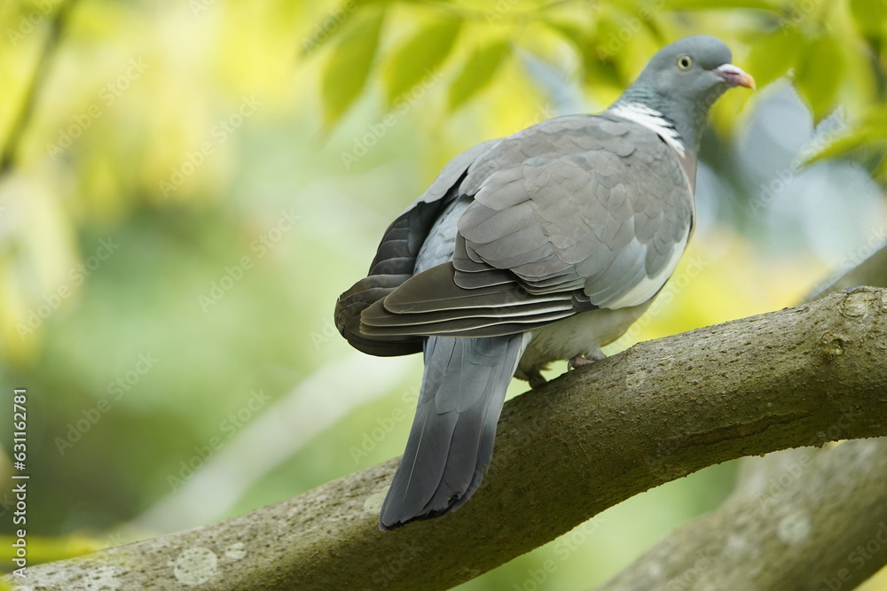 The Common Wood Pigeon (Columba palumbus) is a member of the dove and pigeons family Columbidae. The Common Wood Pigeon (Columba palumbus) is a member of the dove and pigeons family Columbidae.
