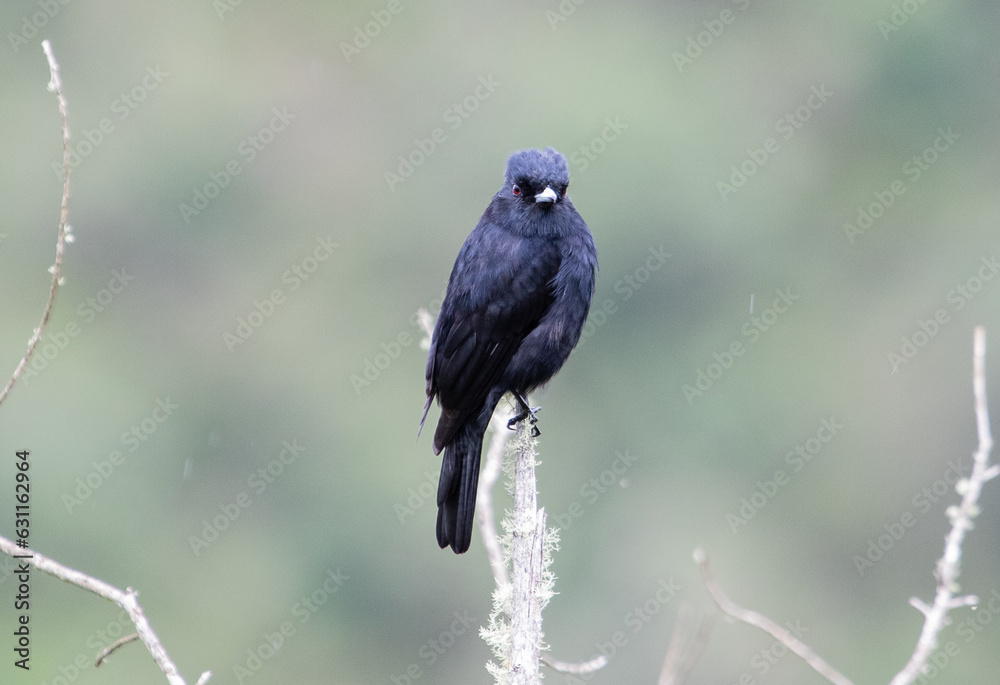 Fototapeta premium black bird in tree