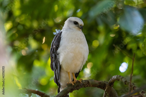 white tailed hawk © Leonardo Araújo