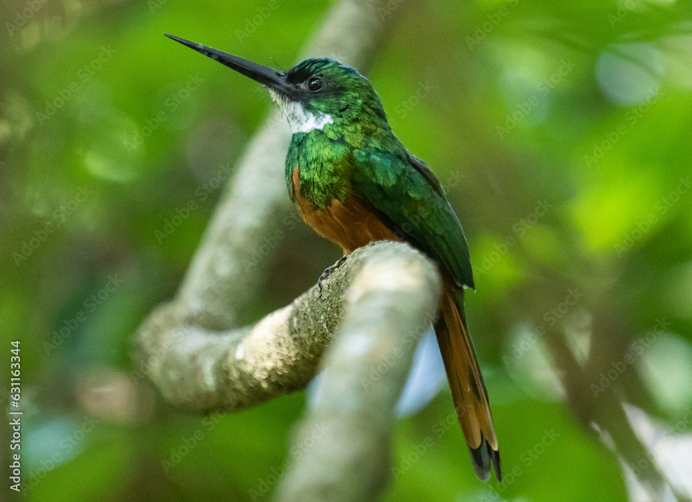 Fototapeta premium tropical bird perched