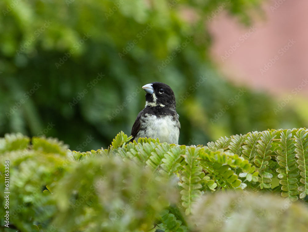 Obraz premium bird in tree top