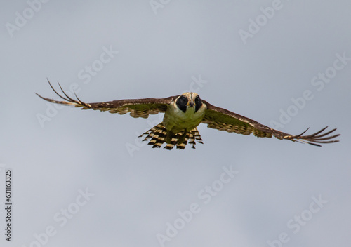 the falcon fly photo