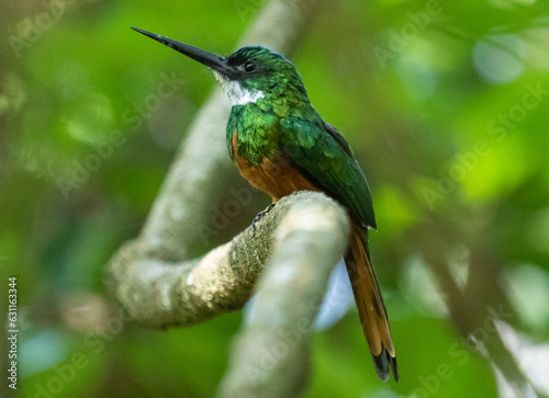 tropical bird perched