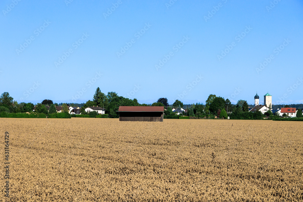 Obraz premium View over wheat field near Inningen in Bavaria with bright blue sky