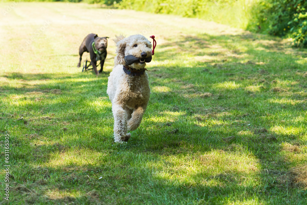 Rennender apportierender Labradoodle auf der Wiese Rennender apportierender Labradoodle auf der Wiese