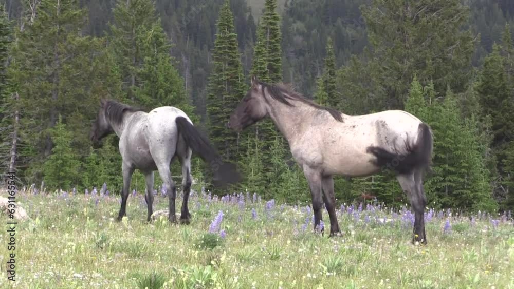 Wild Horses in the Pryor Mountains Montana in Summer Wild Horses in the Pryor Mountains Montana in Summer