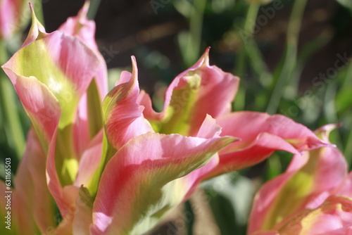 Sfumature di tulipano photo
