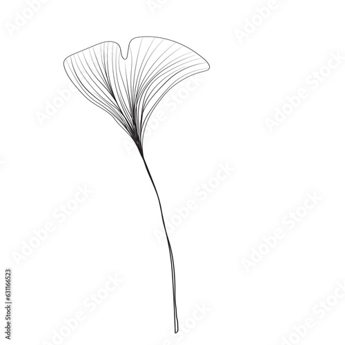 Ginkgo biloba leaf, linear drawing, sketch, contour branch of Ginkgo biloba, line art