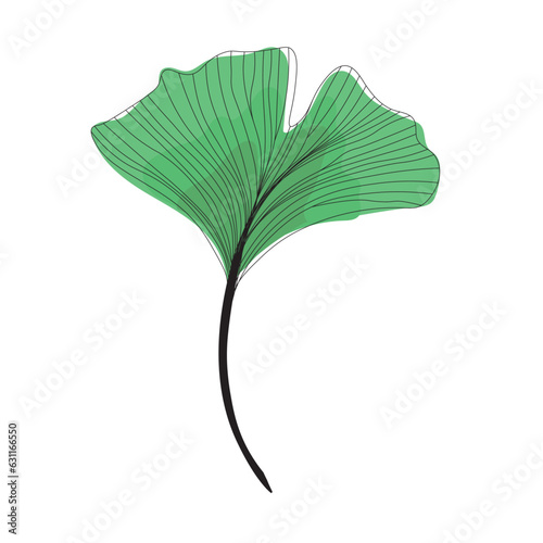 green fresh leaf of ginkgo biloba line drawing sketch, contour branch of ginkgo line art