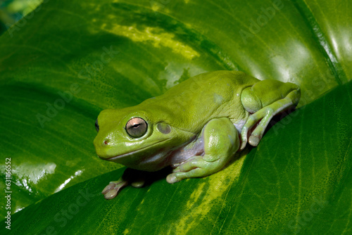 Australian green tree frog // Korallenfinger-Laubfrosch (Ranoidea caerulea / Litoria caerulea) photo