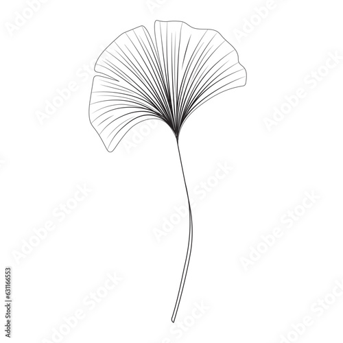 Ginkgo biloba leaf, linear drawing, sketch, contour branch of Ginkgo biloba, line art