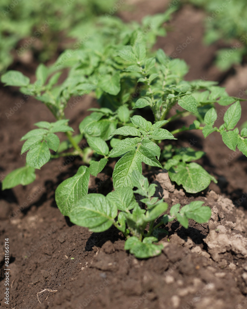 There are many potatoes growing in the field. Agriculture, green leaves of potatoes in summer. Colorado beetles destroy the tuber. Beetles destroy the crop, it must be sprayed against parasites. There are many potatoes growing in the field. Agriculture, green leaves of potatoes in summer. Colorado beetles destroy the tuber. Beetles destroy the crop, it must be sprayed against parasites.