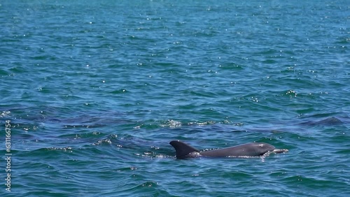 Bottlenose dolphins in Koombana Bay. Bunbury, Western Australia.