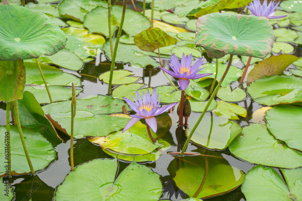 Beautiful water lily or purple lotus flower in the pond. Beautiful water lily or purple lotus flower in the pond.
