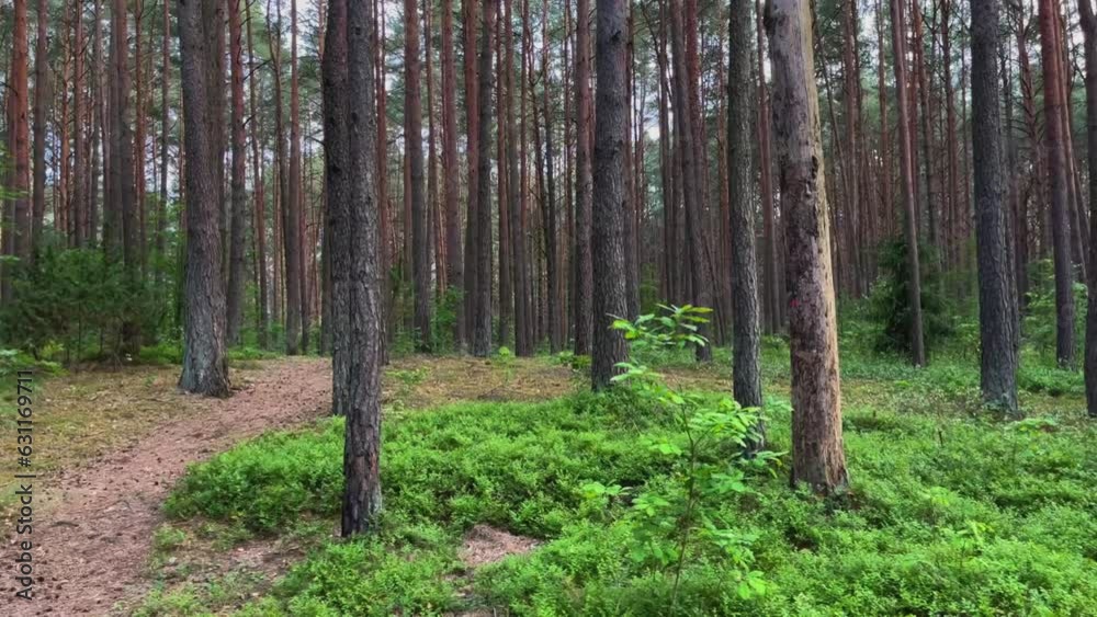 Tall trees of the dense green calm forest during the daytime Tall trees of the dense green calm forest during the daytime