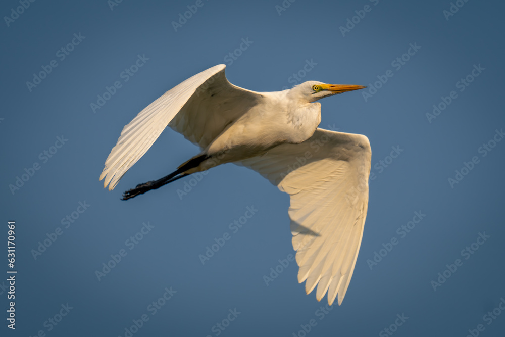 Great egret flies under perfect blue sky Great egret flies under perfect blue sky
