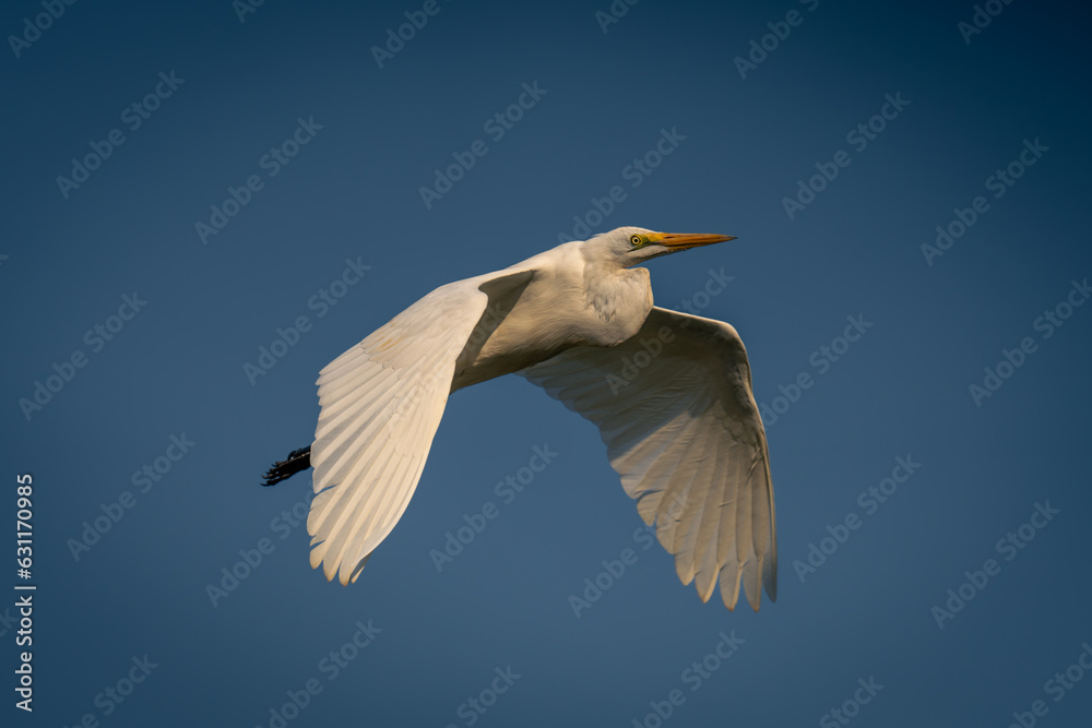 Great egret flies through sky dropping wings Great egret flies through sky dropping wings