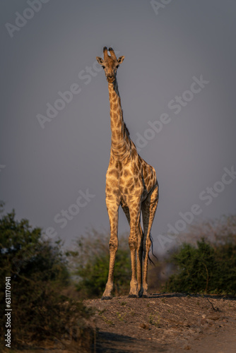 Female southern giraffe stands on earth bank