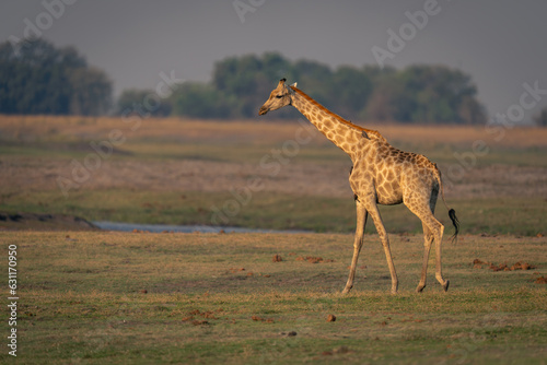 Female southern giraffe walks across grassy floodplain