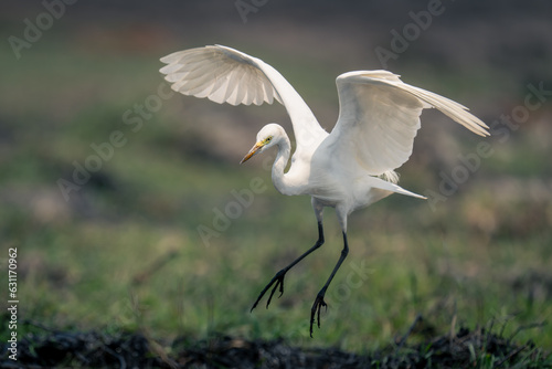 Great egret spreads wings landing in sunshine