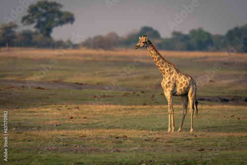 Female southern giraffe stands on short grass