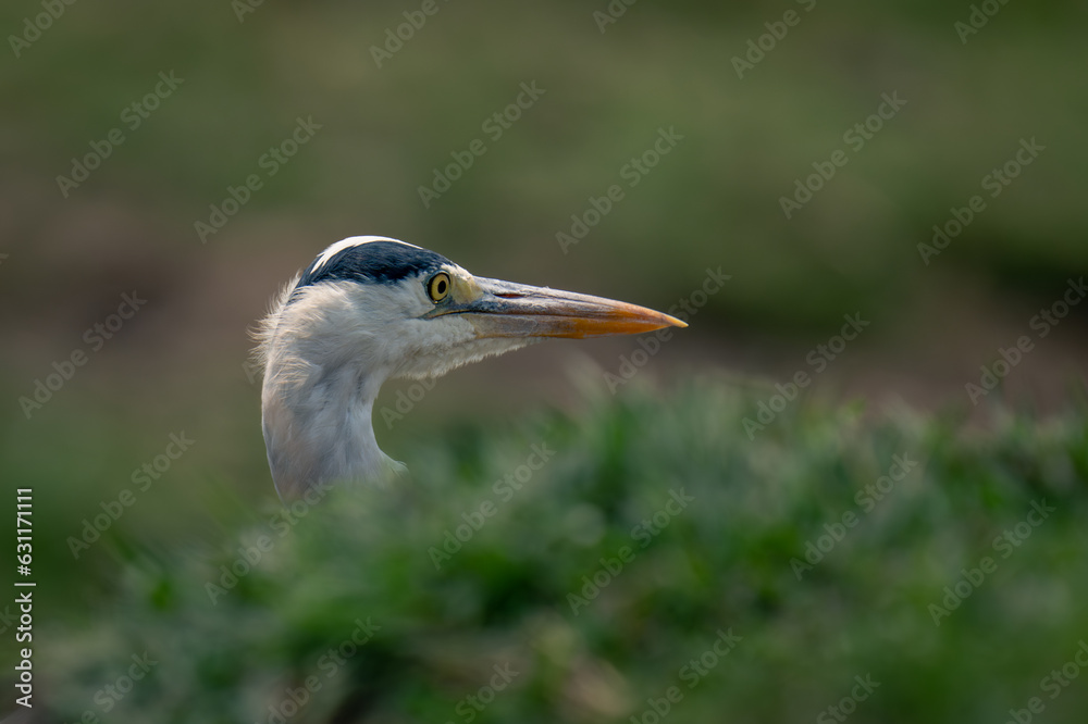 Grey heron pokes head above grass bank Grey heron pokes head above grass bank