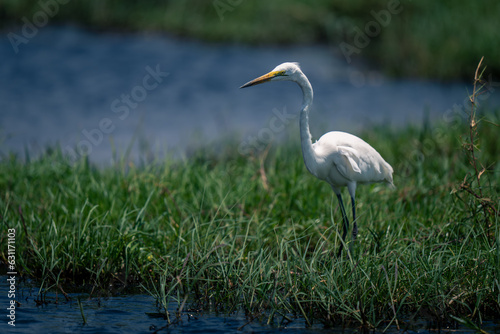 Great egret stands staring on grassy riverbank © Nick Dale