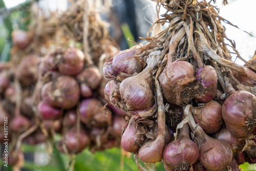 Close-up of bunches of freshly harvested red onions drying under the sun with visible roots and dry stems.