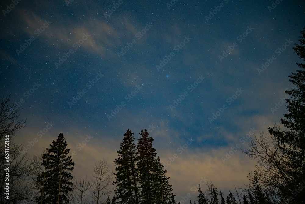 night time view of the snow covered pines and the stars