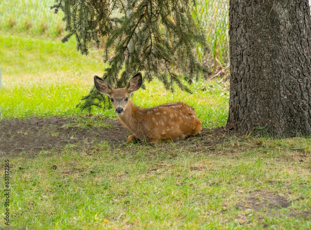 an adorable baby deer sitting in the shade under a tree an adorable baby deer sitting in the shade under a tree