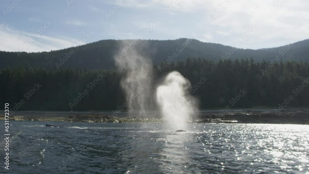Whales in the Wild: Swimming Freely, Breathing with Elegance and Exhilaration. Unveiling the Wonders of Summer Whale Watching in Alaska. Whales in the Wild: Swimming Freely, Breathing with Elegance and Exhilaration. Unveiling the Wonders of Summer Whale Watching in Alaska.