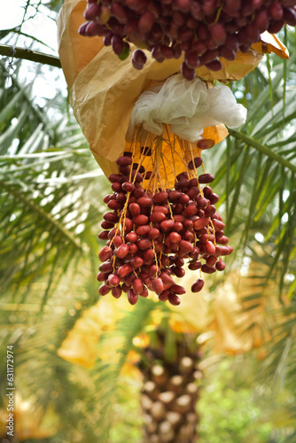 Ready to ripe dates hanging on tree at dates plantation. Dates palm varieties Bahi(red) are sweet and tasty for eating fresh fruit and ready to harvest, great Arabian fruit. The dates fruit.