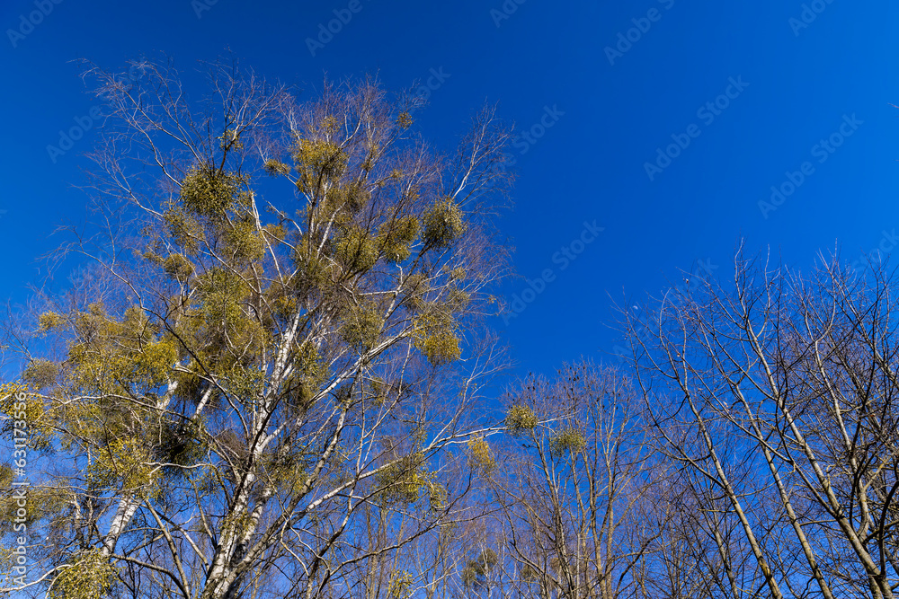 leafless birch trees in sunny weather in spring