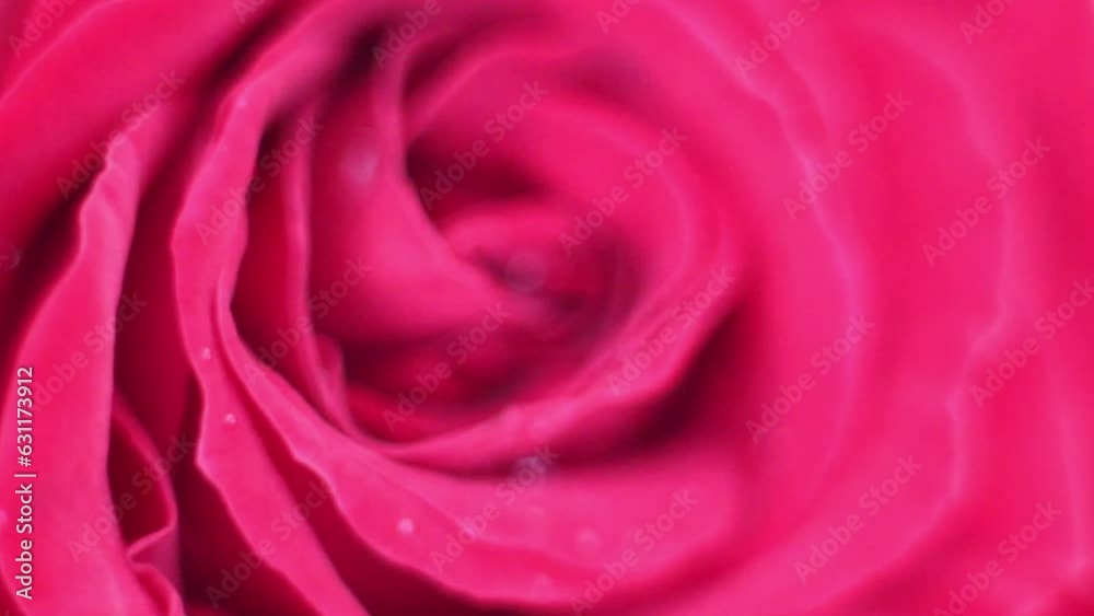 Rose macro with drops of water. Rose macro with drops of water.