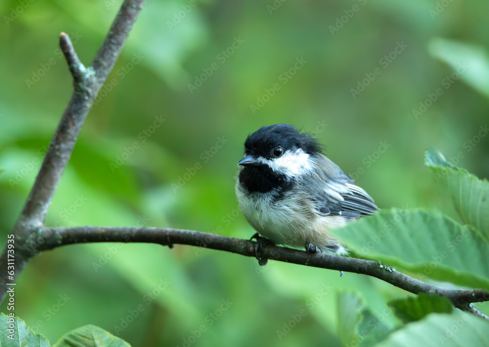 Fototapeta premium The Chickadee Song Bird