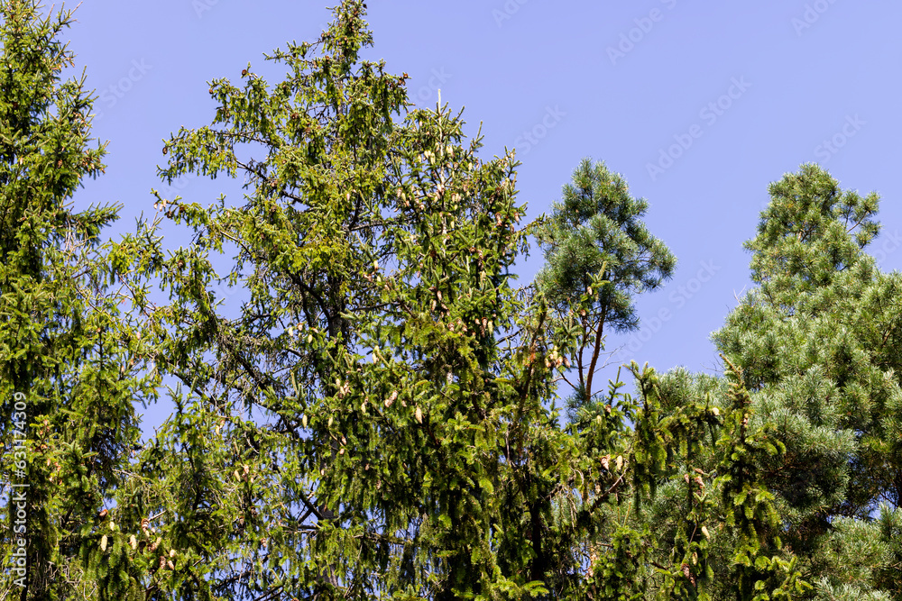 A variety of trees growing in the park A variety of trees growing in the park