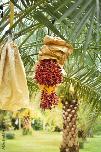 Ready to ripe dates hanging on tree at dates plantation. Dates palm varieties Bahi(red) are sweet and tasty for eating fresh fruit and ready to harvest, great Arabian fruit. The dates fruit.