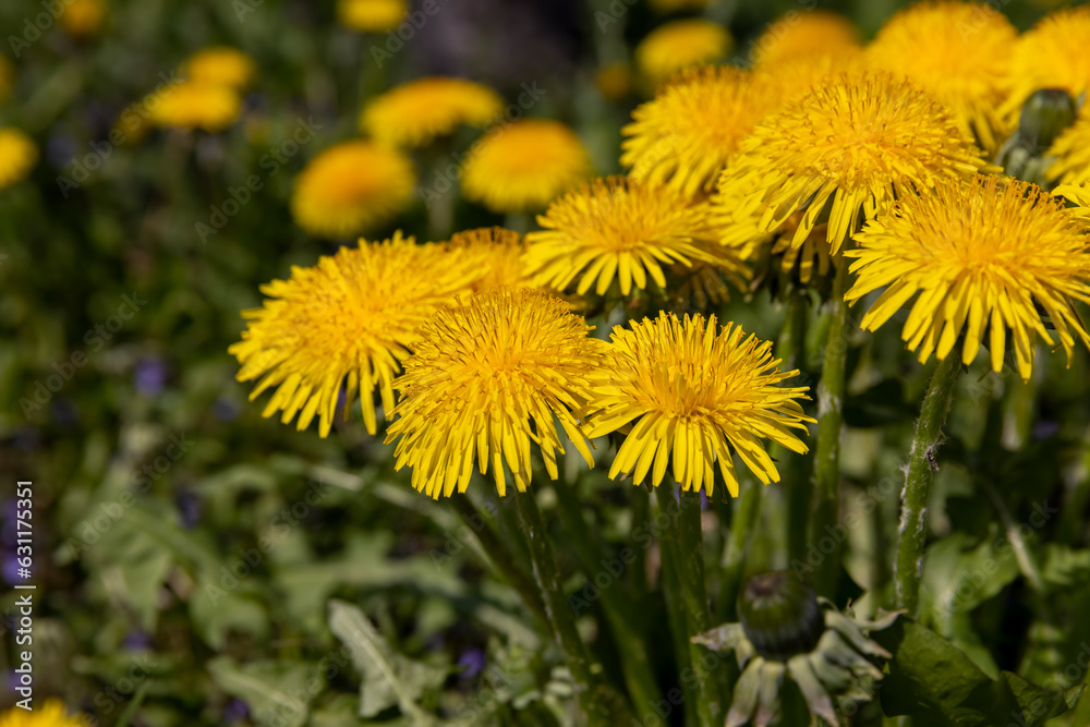 yellow spring dandelions blooming in the field yellow spring dandelions blooming in the field