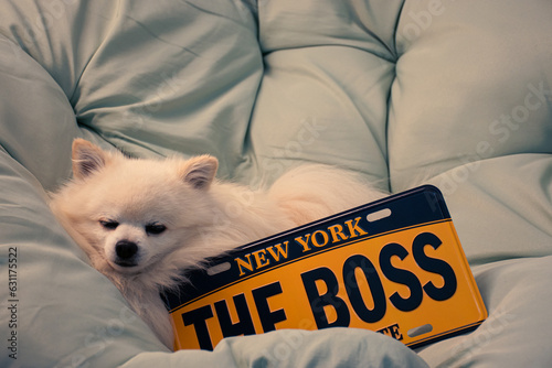 Small white purebred Pomeranian dog sleeping next to a New York license plate that says 