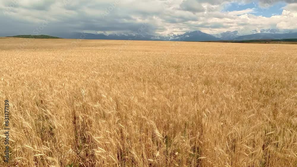 Wheat ears on the field in summer. Agriculture, harvesting ripe harvest of ripe wheat. A beautiful large wheat field. Good harvest of wheat in the summer on the field. Selsius landscape. Growing bread Wheat ears on the field in summer. Agriculture, harvesting ripe harvest of ripe wheat. A beautiful large wheat field. Good harvest of wheat in the summer on the field. Selsius landscape. Growing bread