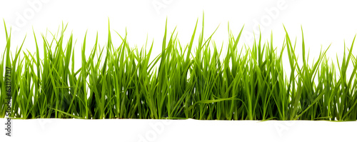 Green grass isolated on a transparent white background - Nature design theme
