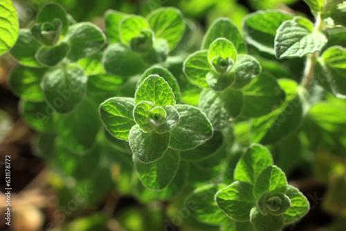 Zoubaa Herb, Lebanon