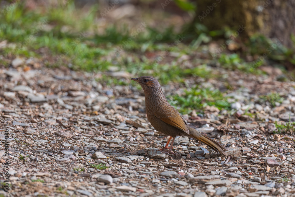 Streaked laughingthrush (Trochalopteron lineatum) at Pangot, Uttarakhand, India Streaked laughingthrush (Trochalopteron lineatum) at Pangot, Uttarakhand, India