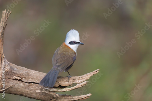 White-crested laughingthrush (Garrulax leucolophus) at Pangot, Uttarakhand, India