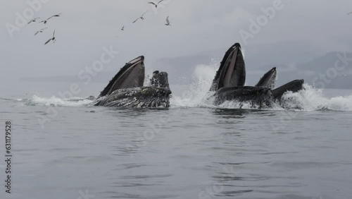 Ocean's Marvel: Blue Whales Feeding with Open Mouths as Seabirds Soar Above. Unveiling the Wonders of Summer Whale Watching in Alaska.