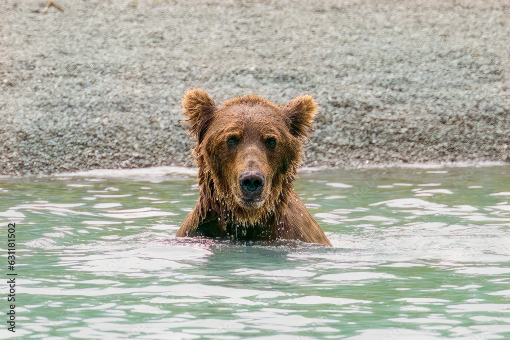 Bathing Grizzly at Crescent Lake, Alaska, US Bathing Grizzly at Crescent Lake, Alaska, US
