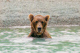 Bathing Grizzly at Crescent Lake, Alaska, US