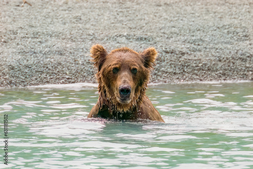 Bathing Grizzly at Crescent Lake, Alaska, US