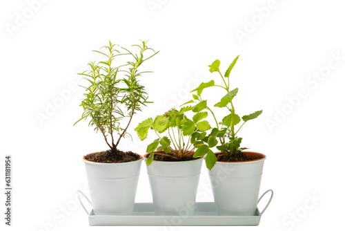 Herbs in a pot. Fresh rosemary, oregano, strawberry and mint in a pot isolated on white background. Fresh fragrant spicy herbs in a saucepan. Recipe.