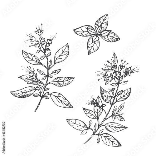 Billede på lærred Oregano plant drawing on isolated  background